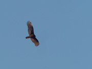 20th Mar 2021 - turkey vulture