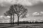 20th Mar 2021 - Sentinel Trees...