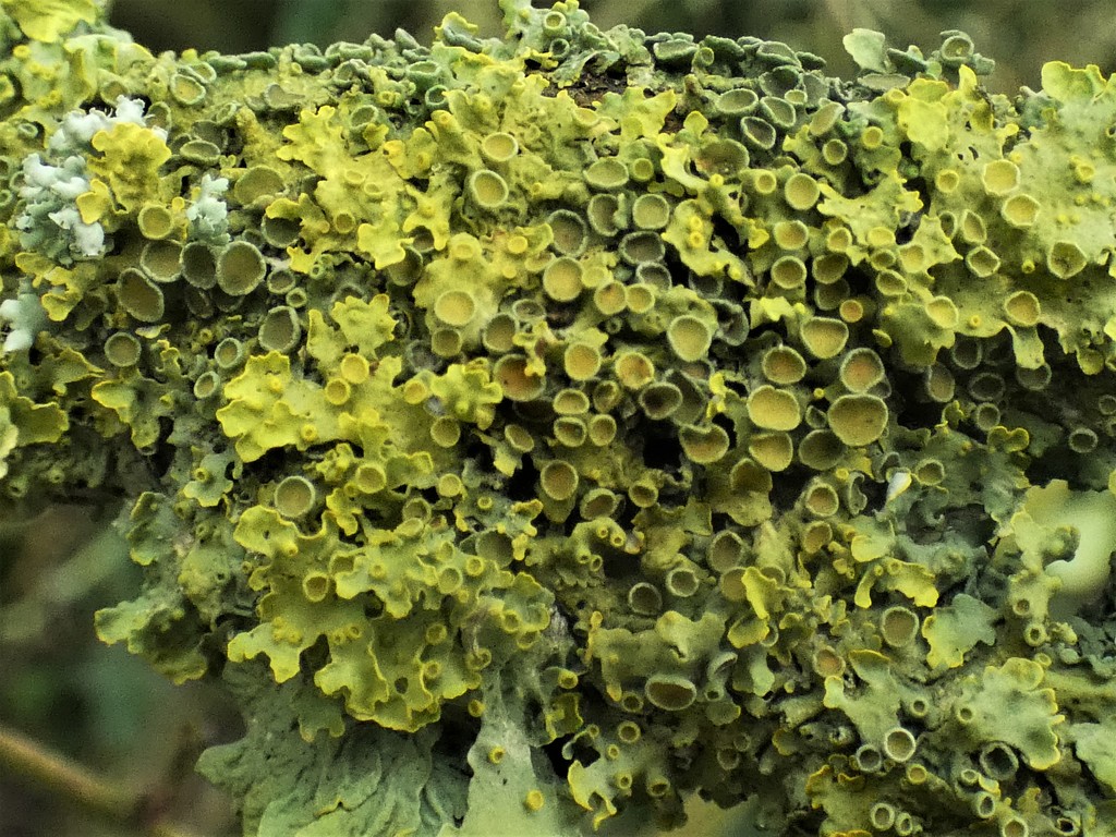 And more lichen by julienne1
