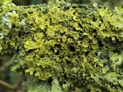 18th Mar 2021 - And more lichen