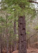 21st Mar 2021 - Trees and stress...