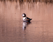 19th Mar 2021 - Hooded Merganser 