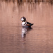 Hooded Merganser  by tosee