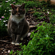 20th Mar 2021 - Betsy in the herb garden