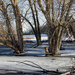 The Flooded Trees by farmreporter