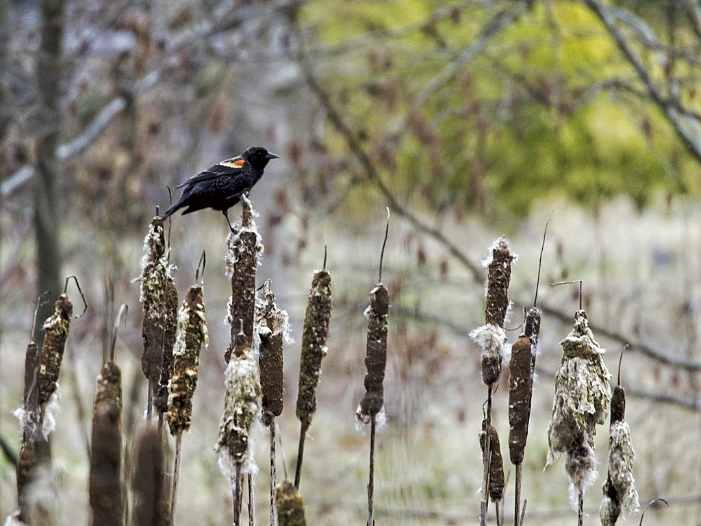 Red-winged Blackbird by mitchell304