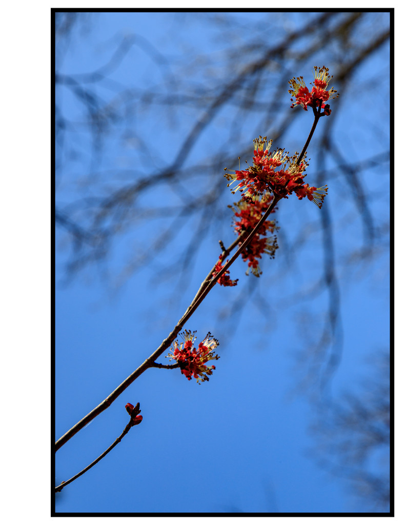First Day of Spring — Buds by hjbenson