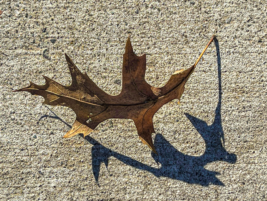 Shadowy Leaf by jbritt