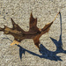 Shadowy Leaf by jbritt