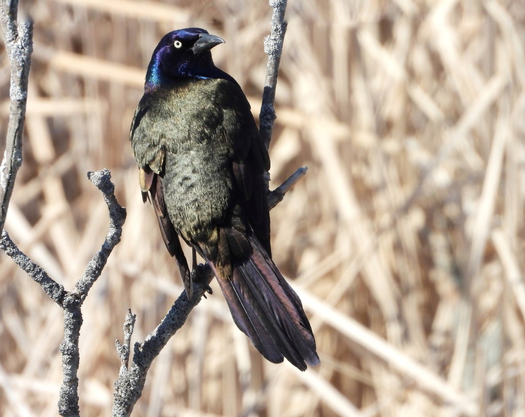 Grackle by amyk