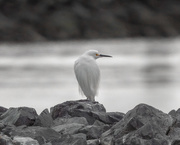 20th Mar 2021 - Snowy Egret at Sunset