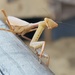 praying mantis by rustymonkey