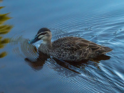 19th Mar 2021 - A duck on blue water
