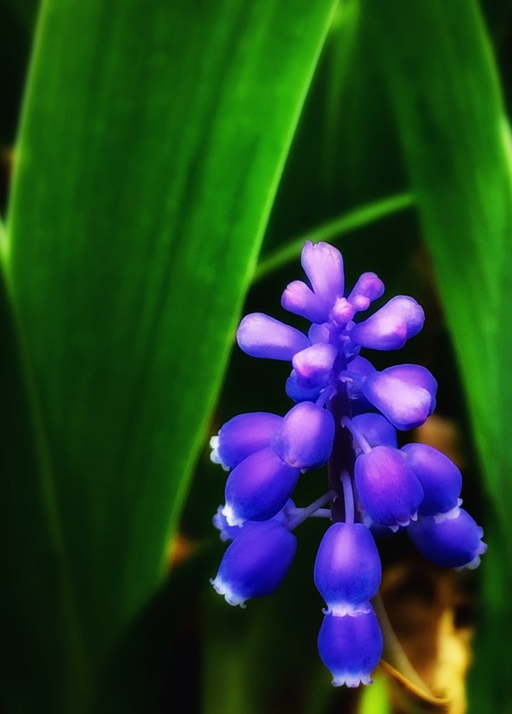 And the Hyacinth Purple by gardenfolk