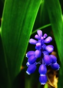 21st Mar 2021 - And the Hyacinth Purple