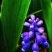 And the Hyacinth Purple by gardenfolk