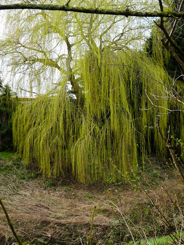 Spring willow by cam365pix
