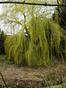19th Mar 2021 - Spring willow