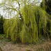 Spring willow by cam365pix