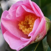 21st Mar 2021 - bud of camellia