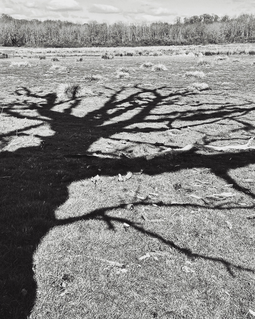 Shadow Tree by mattjcuk