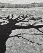 19th Mar 2021 - Shadow Tree