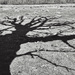 Shadow Tree by mattjcuk