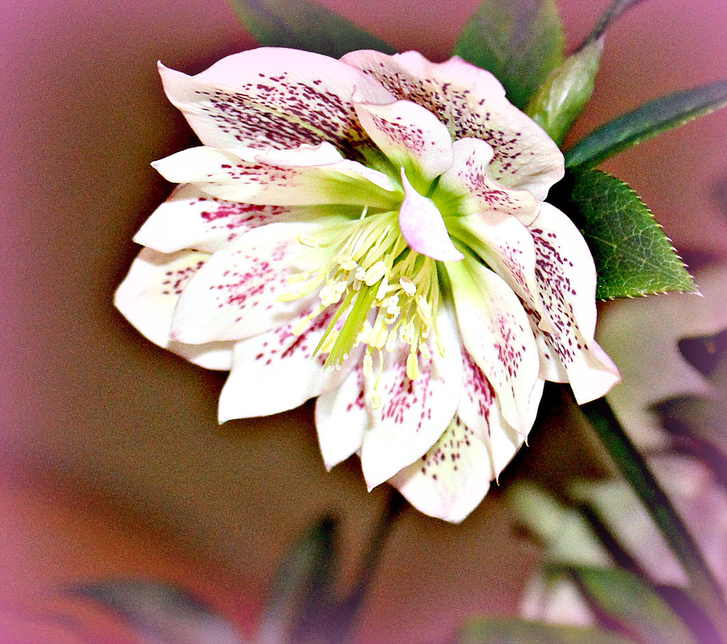 My New Hellebore . by wendyfrost