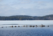 18th Mar 2021 - Canada Geese On The Move