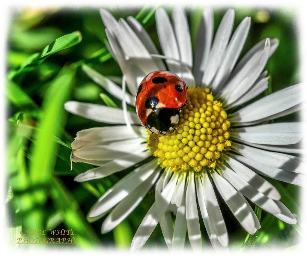 Ladybird And Daisy by carolmw