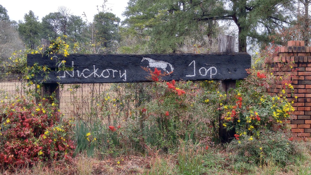 Hickory Top... by marlboromaam