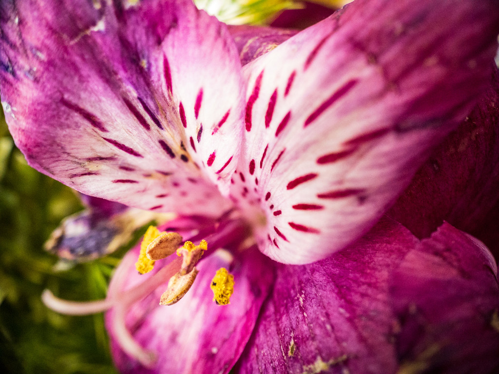 Flower macro - Lightroom mobile edit by jeffjones