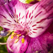 Flower macro - Lightroom mobile edit by jeffjones