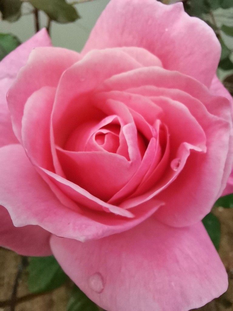 Pink rose 2 by gerry13