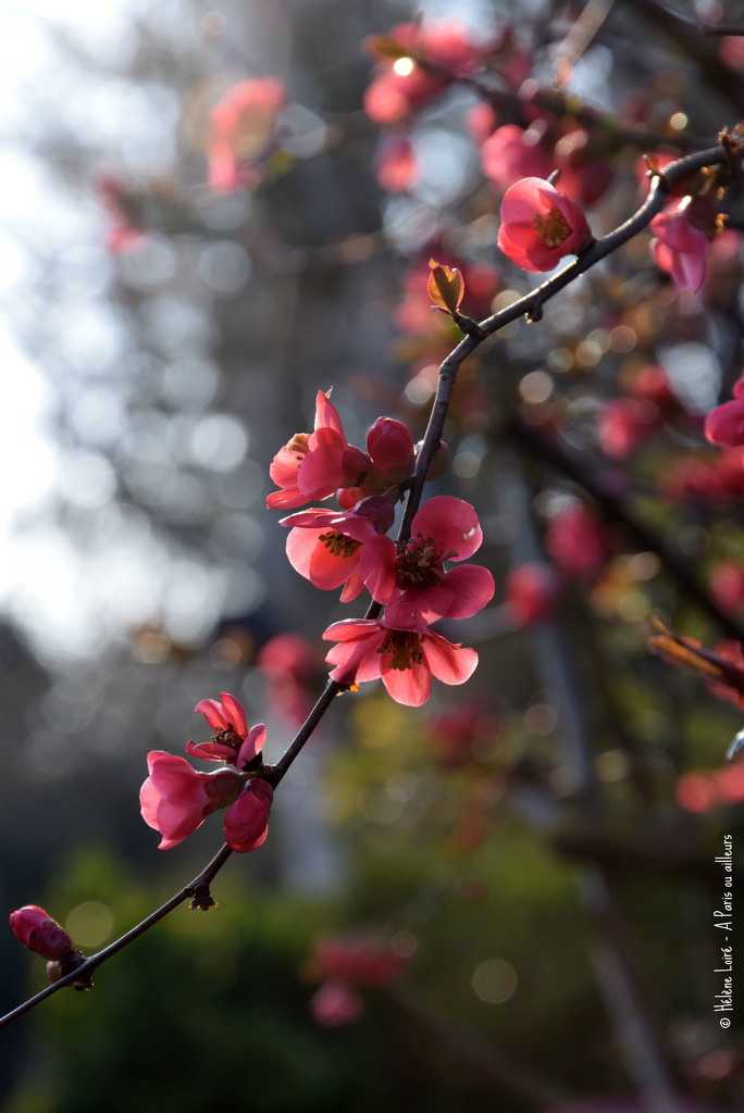 Hello Spring by parisouailleurs