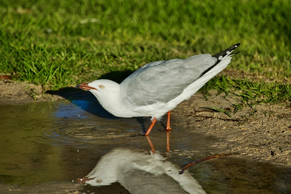 This Is My Puddle, Back Off DSC_4883 by merrelyn
