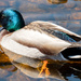 Mallard Duck by brotherone