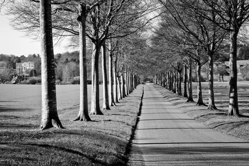 Tree Lined by tracybeautychick