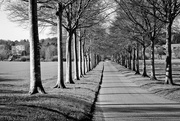 9th Mar 2021 - Tree Lined