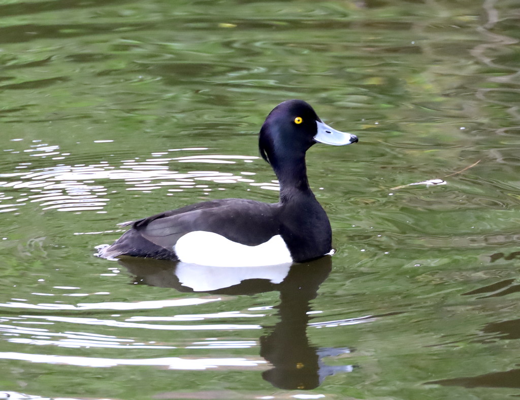 Tufted Duck by davemockford