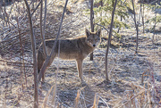 21st Mar 2021 - Good morning Mr. Coyote