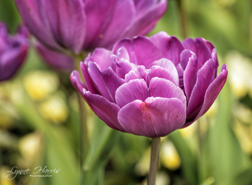 More Tulips by lynne5477