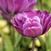 More Tulips by lynne5477