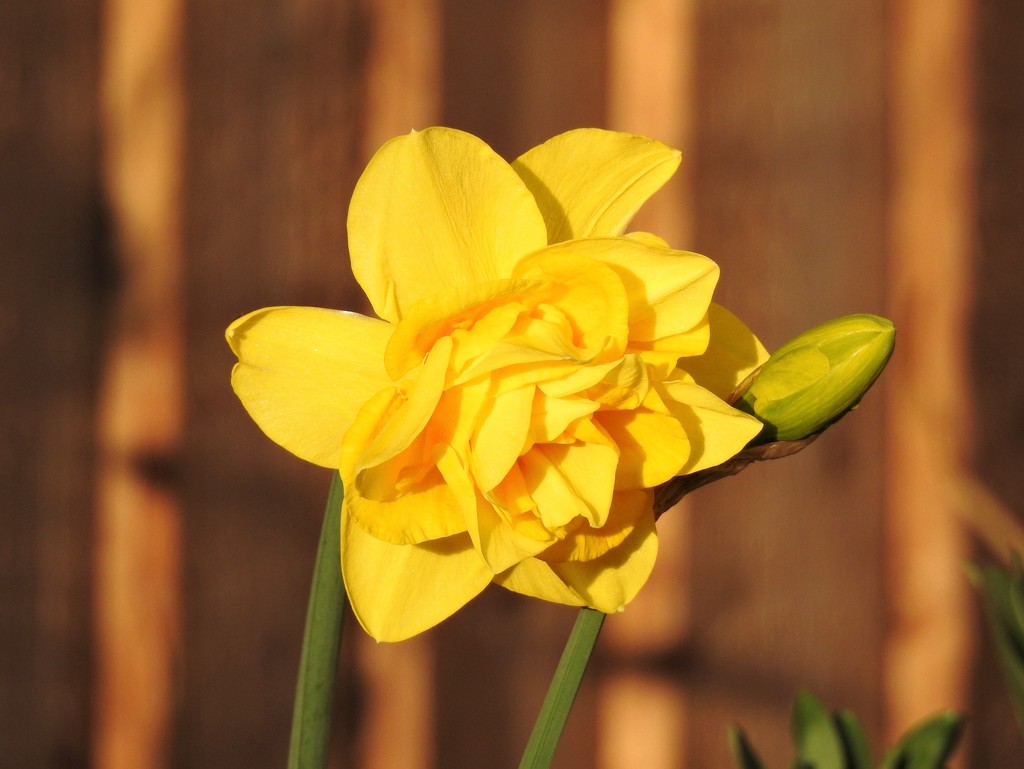 An Unusual Daffodil  by susiemc
