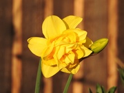 18th Mar 2021 - An Unusual Daffodil 