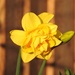 An Unusual Daffodil  by susiemc