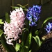  Hyacinths  by susiemc
