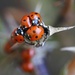 A Jenga of ladybirds 