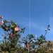 A Camelia, a plane trail & the moon. by happypat