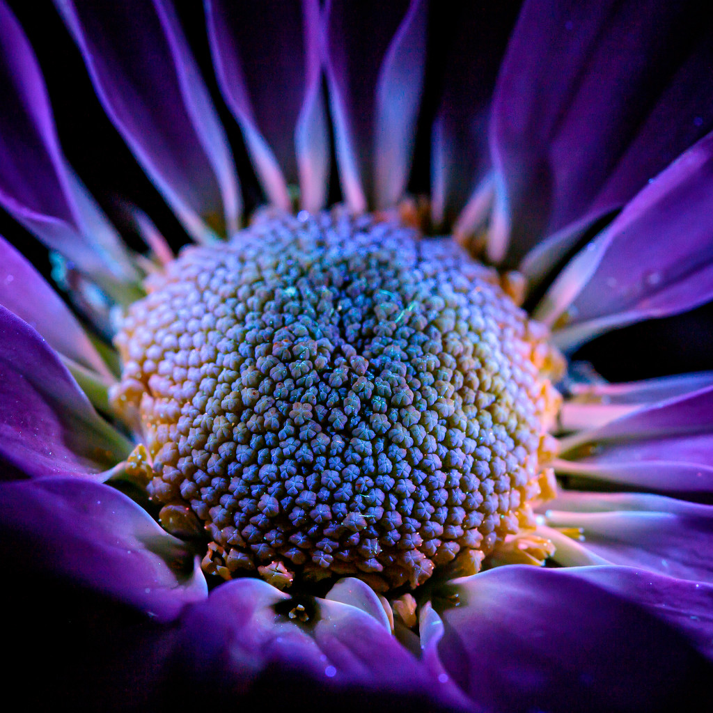 UV Purple flower by lindasees